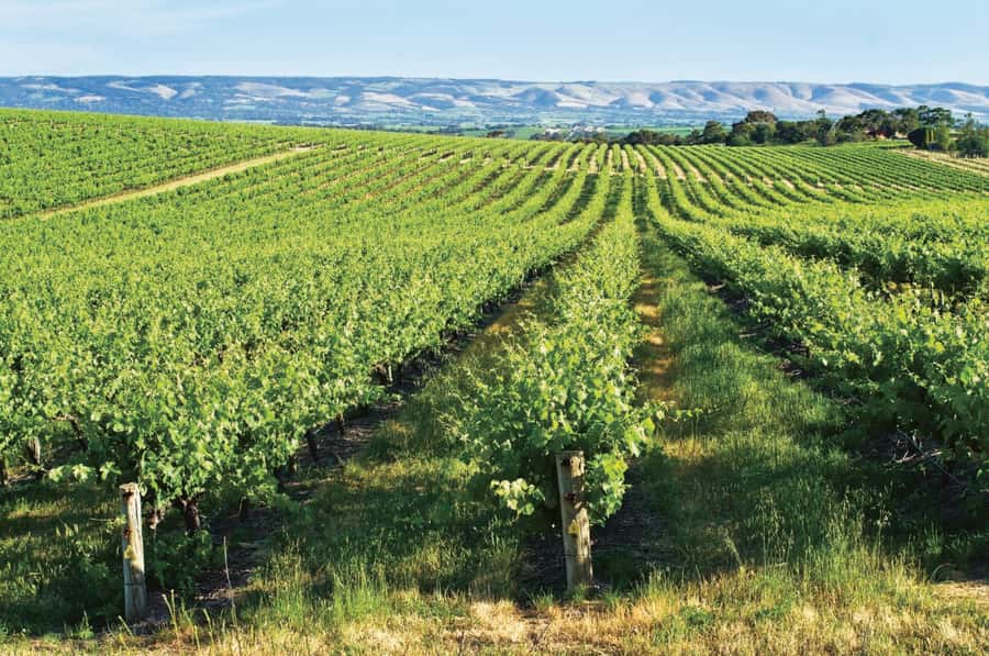 Adelaide: McLaren Vale & The Cube Day Trip - Beresford gives you a break from wine