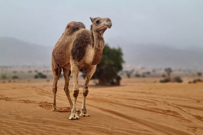 Agadir Jeep Safari Desert Day Trip including Lunch & camel ride - Seeing the Sous River and its birdlife