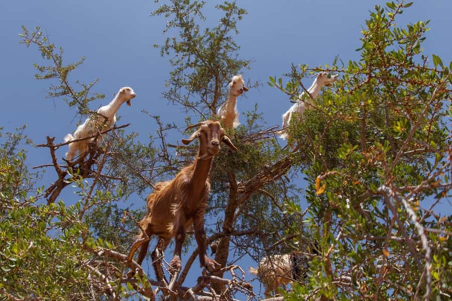 Agadir: Taroudant Oasis and Tiout Day Trip with Lunch Option - How much time you really get in each place