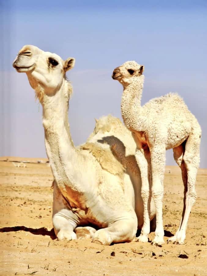 Agafay Desert & Atlas Mountain & Camel Ride Day Trip & Lunch - Amazigh villages and everyday mountain life