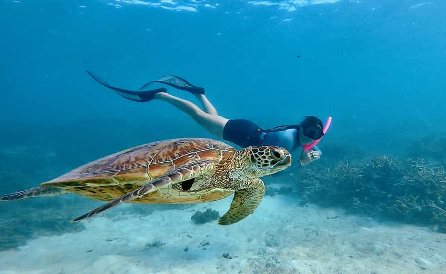 Agnes/1770: Southern Great Barrier Reef Snorkelling Day Trip - Leaving from Yemalla at 1770 Marina