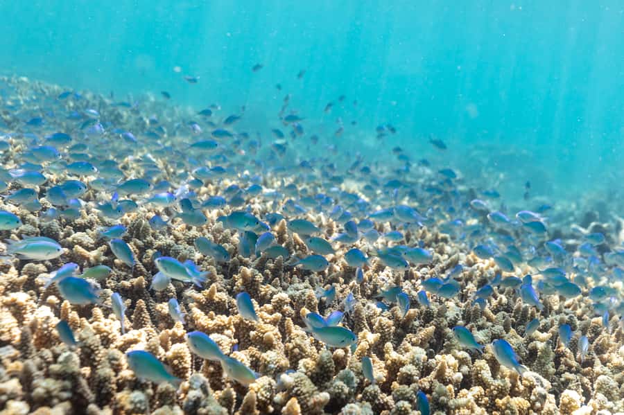 Airlie Beach: Outer Great Barrier Reef Snorkeling Day Trip - What the snorkelling sessions are like