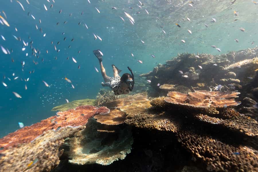 Airlie Beach: Outer Great Barrier Reef Snorkeling Day Trip - Choosing the best reef site for the day