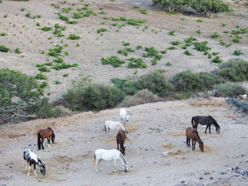 Akrotiri: Guided Horseback Riding Day Trip to a Beach - Booking details worth knowing