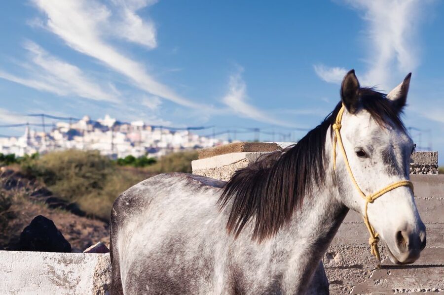Akrotiri: Guided Horseback Riding Day Trip to a Beach - Why this ride shows you a different Santorini