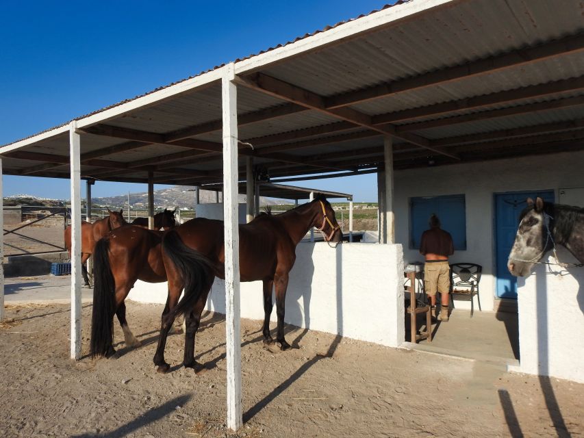 Akrotiri: Guided Horseback Riding Day Trip to a Beach - Safety, comfort, and care for the horses
