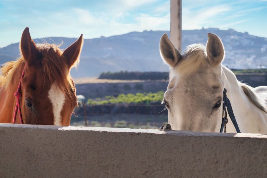 Akrotiri: Guided Horseback Riding Day Trip to a Beach - Is $88 a fair price?
