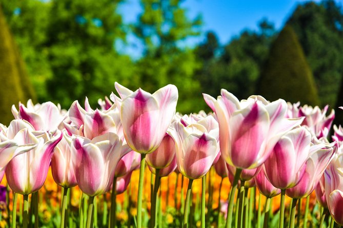 Amsterdam: Keukenhof and Zaanse Schans Windmills Guided Day Trip - Price, transport, and what you really get