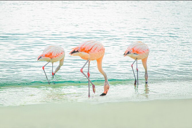 Aruba De Palm Island All-Inclusive Day Trip with Transport - Salsa lessons and the slower side of the island