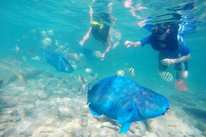 Aruba De Palm Island All-Inclusive Day Trip with Transport - Flamingos, Sea Trek, and SNUBA upgrades