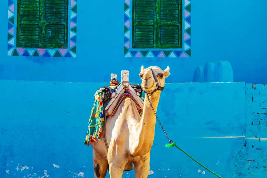 Aswan: Nubian Village Day Trip with Camel Ride - The motorboat ride gives the outing its rhythm