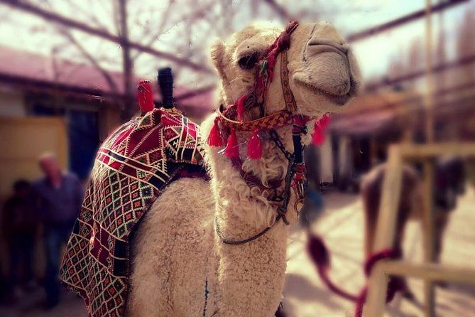 Atlas Mountains and Three Valleys & Waterfalls - Villages Marrakech Day Trip - A practical stop at the argan oil cooperative