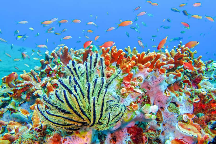Bali: Padangbai Blue Lagoon Snorkeling Day Trip - Why the Blue Lagoon trip works well