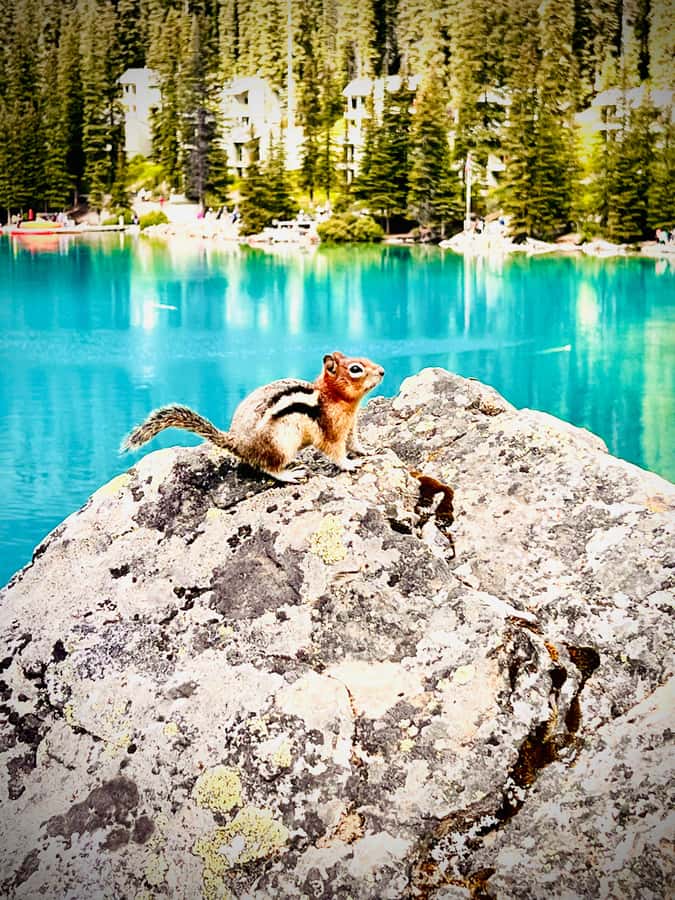 Banff: Lake Louise, Moraine, Emerald Lake & Canyon Day Trip - The winter and shoulder-season route