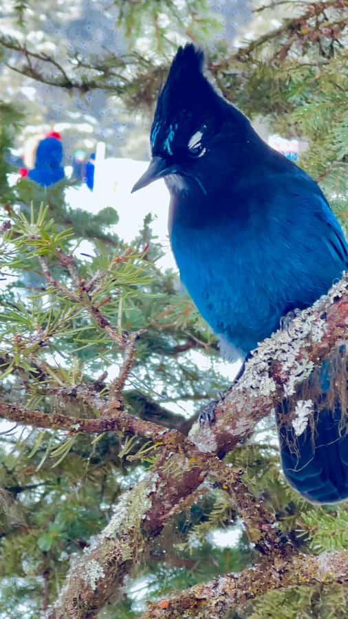 Banff: Lake Louise, Moraine, Emerald Lake & Canyon Day Trip - Guides who add practical value
