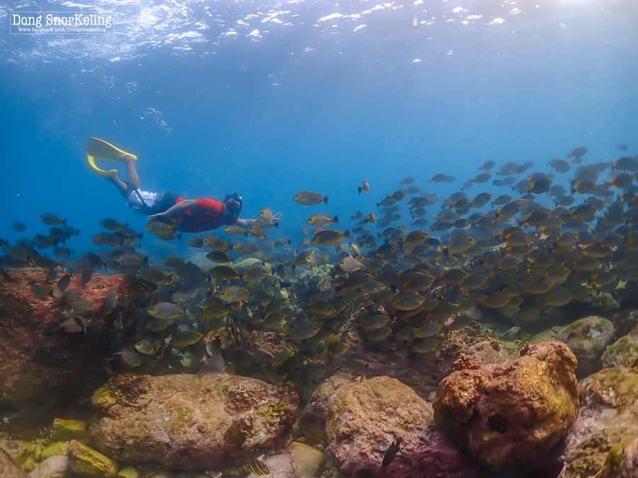 Bangkok: Nemo Island Day Trip with Drone Photos and Lunch - Guides, languages, and safety