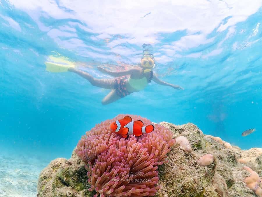 Bangkok: Nemo Island Day Trip with Drone Photos and Lunch - The secret stop and speedboat transfer