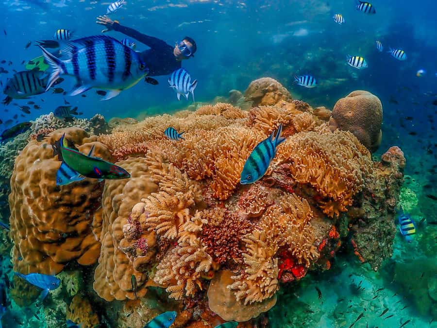 Bangkok: Nemo Island Day Trip with Drone Photos and Lunch - Lunch after the water