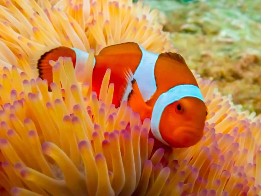 Bangkok: Nemo Island Day Trip with Drone Photos and Lunch - Khao Chi Chan and the road south