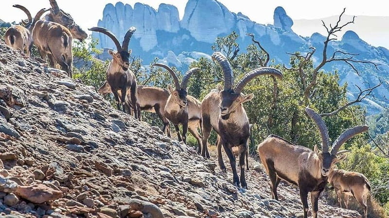 Barcelona: Montserrat Monastery and Natural Park Day Trip - Why Montserrat makes a strong half-day escape