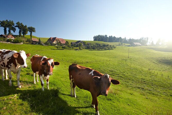 Bern Small-Group Day Trip from Zurich Including Cheese Tasting - The ride back to Zurich
