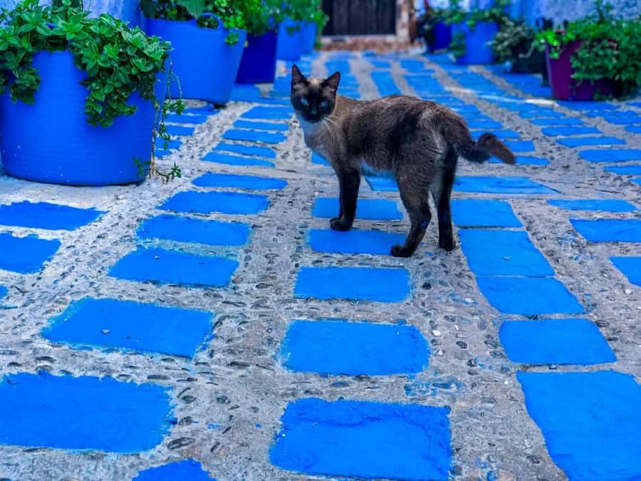 Blue City magic: Affordable Day Trip from Fez to Chefchaouen - The road to Sidi Chahed lake