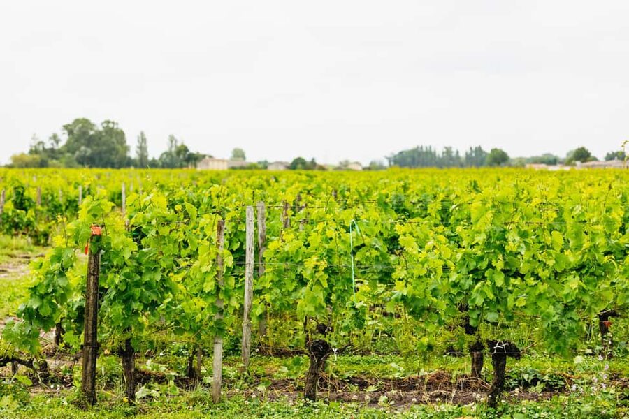 Bordeaux: St. Emilion Day Trip with Wine Tasting and Lunch - Who should book this Bordeaux wine tour?