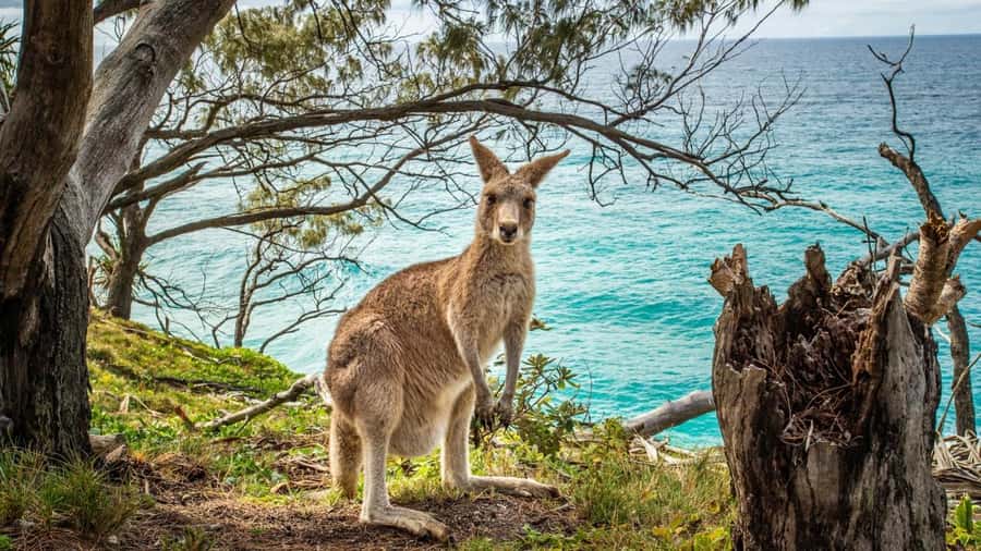 Brisbane to North Stradbroke Island Day: Wildlife & Beaches - The North Gorge Walk and Point Lookout wildlife