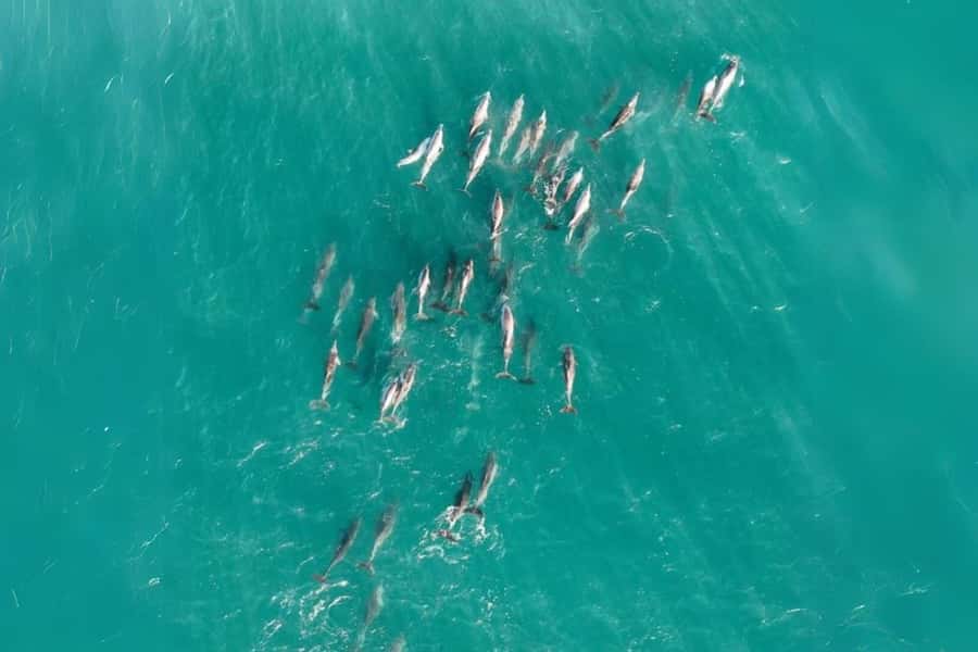 Brisbane to North Stradbroke Island Day: Wildlife & Beaches - Cylinder Beach gives the day its easygoing middle