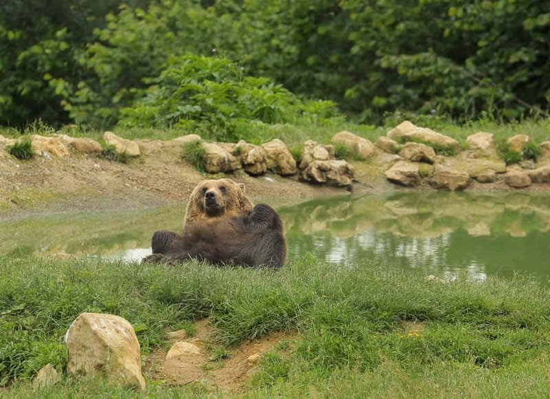 Bucharest: Day Trip to Bear Sanctuary, Bran Castle & Brasov - Why the bear sanctuary is the real star