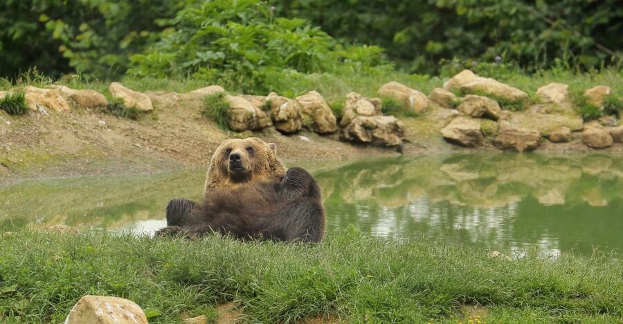Bucharest: Day Trip to Bear Sanctuary, Bran Castle & Brasov - The guide can make or break the long day