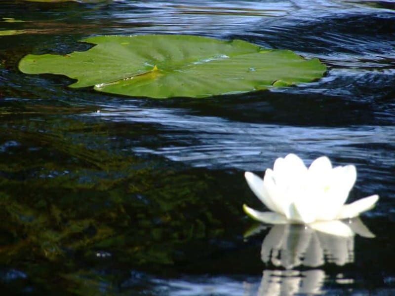 Bucharest: Day Trip to Danube Delta Small Group Premium Tour - Why the Danube Delta makes this day trip special