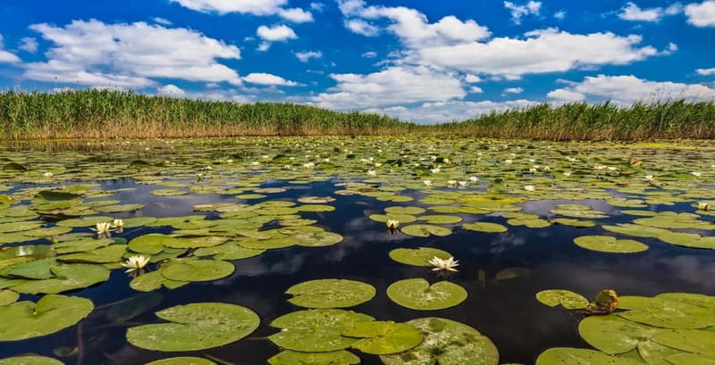 Bucharest: Day Trip to Danube Delta Small Group Premium Tour - A short stop in Tulcea, the delta gateway