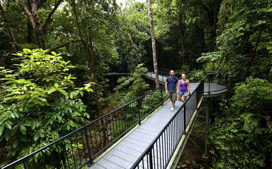 Cairns: Daintree, Mossman Gorge, & Cape Tribulation Day Trip - Morning tea with a taste of the tropics