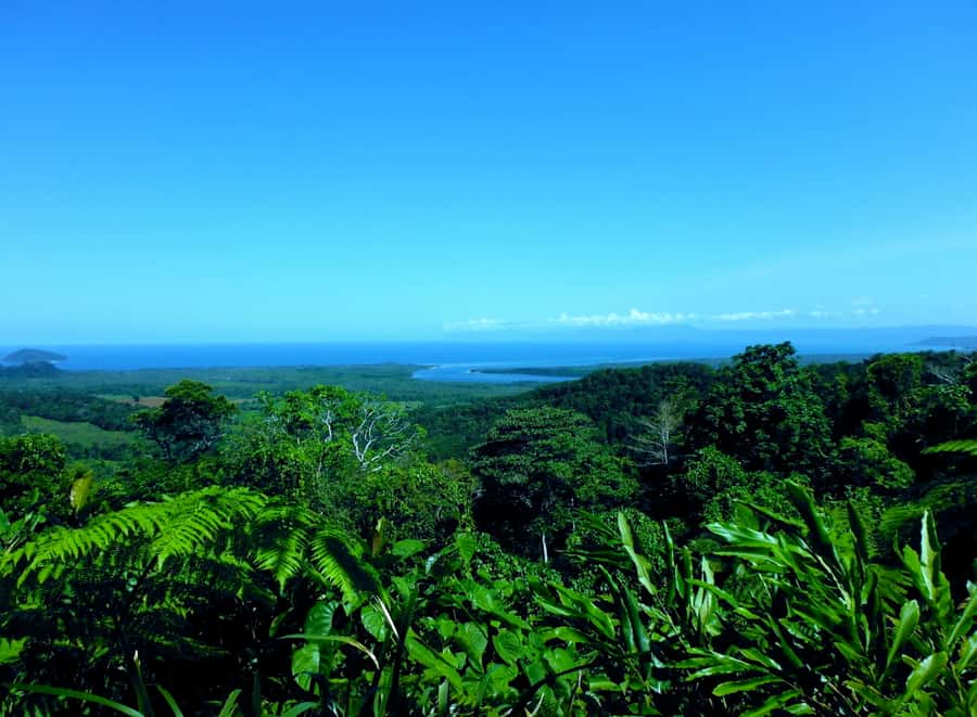 Cairns: Daintree, Mossman Gorge, & Cape Tribulation Day Trip - The Daintree River cruise and the crocodile question