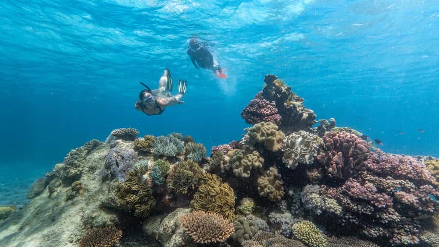 Cairns: Premium Snorkelling and Diving Reef Day Trip - First outer reef stop: the main morning session