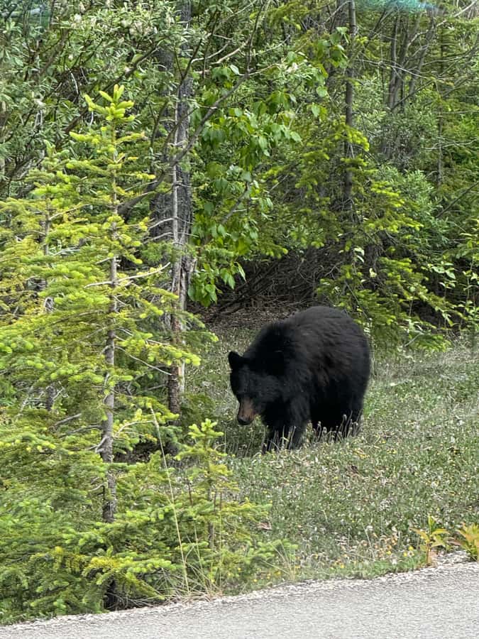 Calgary: Day Trip to Jasper with Lunch - Sunwapta Falls and Tangle Creek Falls