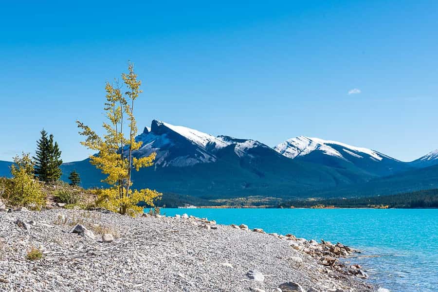 Calgary: Day Trip to Jasper with Lunch - What is included for $110