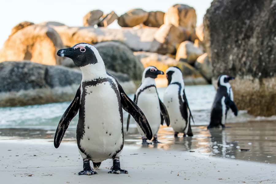 Cape Town: Cape Peninsula & Table Mountain Private Day Trip - Boulders Beach is more than a quick animal stop