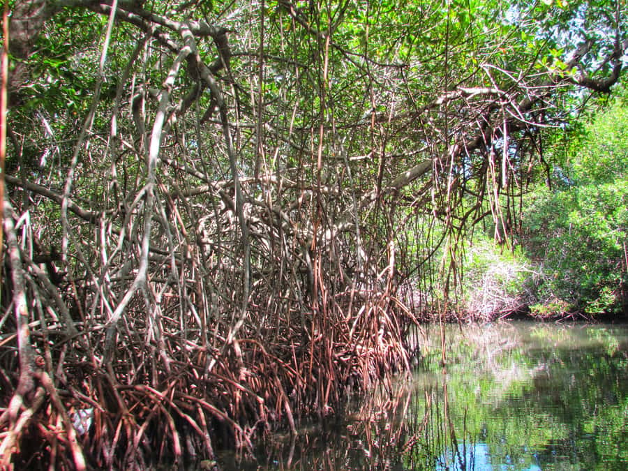 Cartagena: Rosario Island and Mangroves Private Day Trip - Who should book this private day?