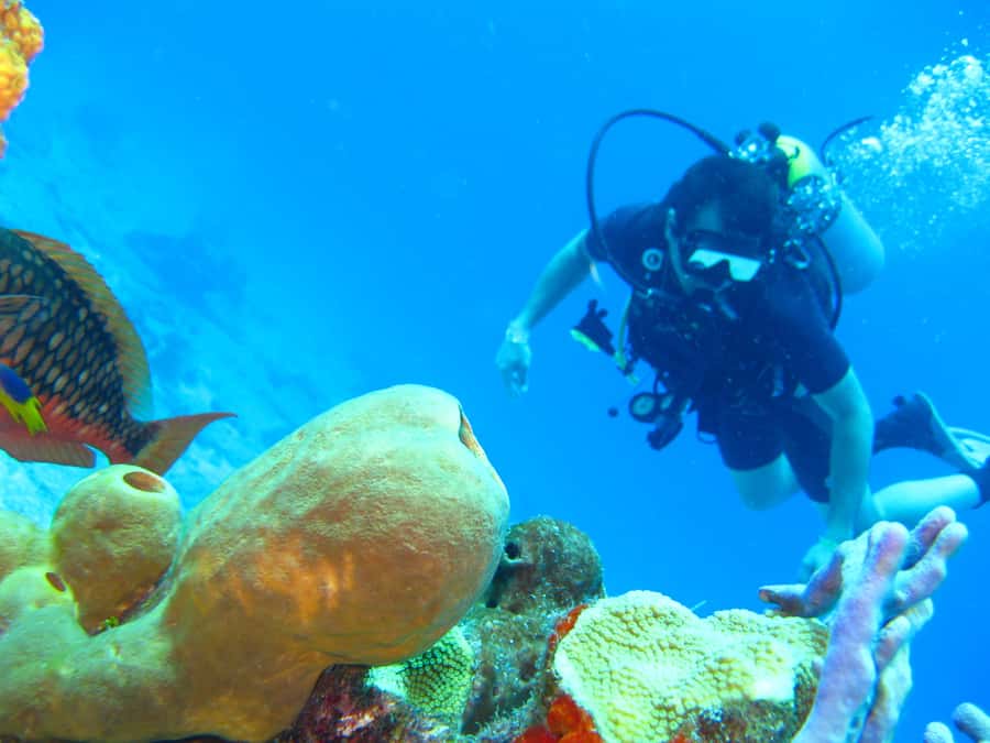 Cartagena: Scuba Diving Day Trip at Playa Blanca with Lunch - What $120 includes, and what it does not