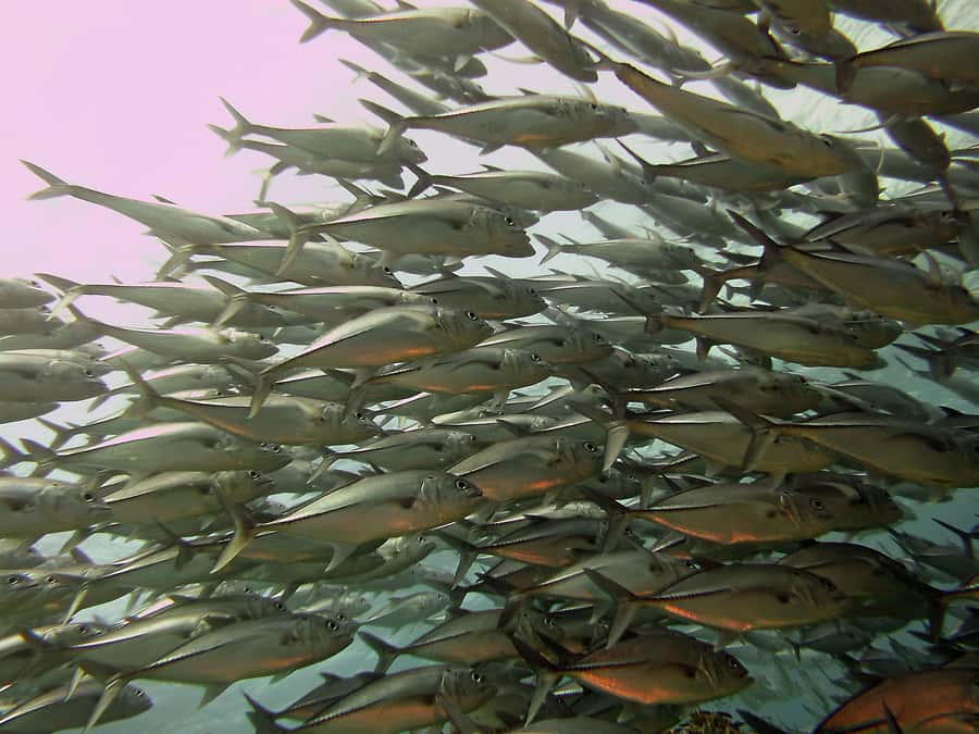 Cartagena: Scuba Diving Day Trip at Playa Blanca with Lunch - Fifteen minutes by boat to the reef