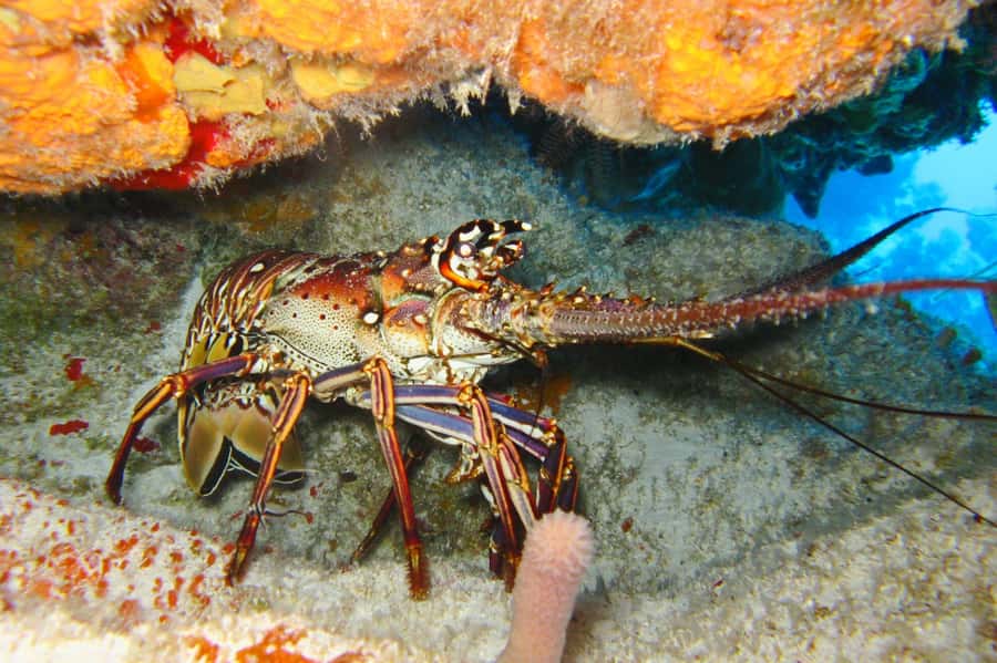 Cartagena: Scuba Diving Day Trip at Playa Blanca with Lunch - What the one-hour reef session is meant to offer