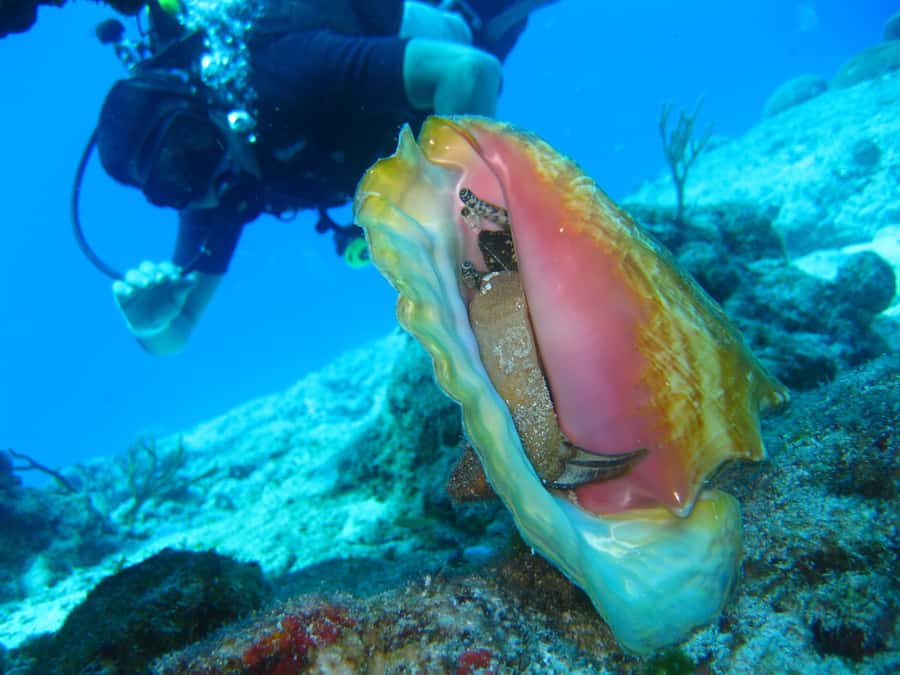 Cartagena: Scuba Diving Day Trip at Playa Blanca with Lunch - Lunch with fish, chicken, or a vegetarian plate