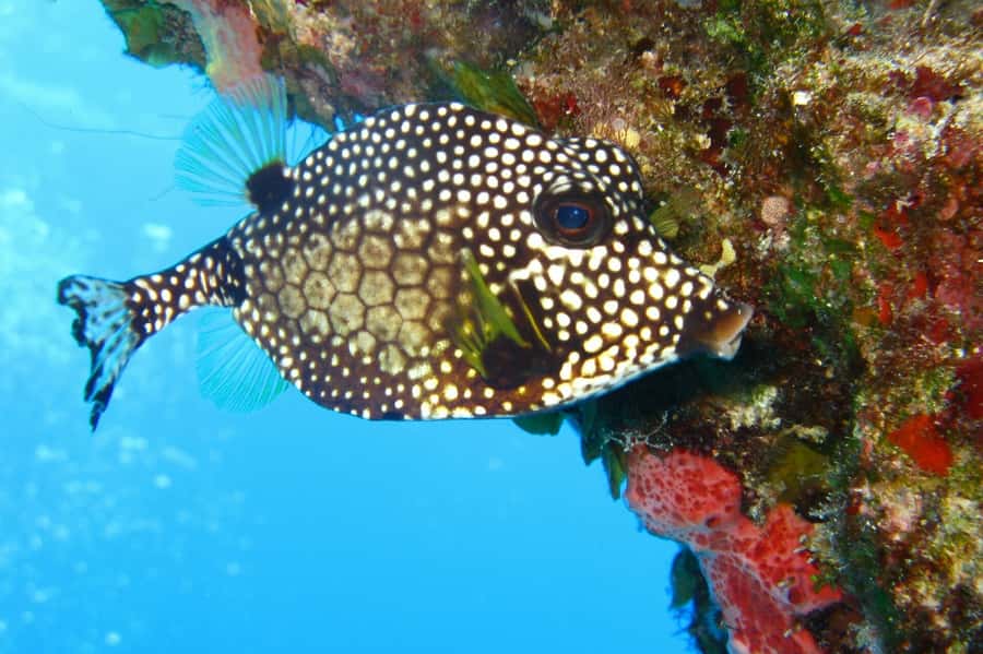 Cartagena: Scuba Diving Day Trip at Playa Blanca with Lunch - A relaxed afternoon on white sand