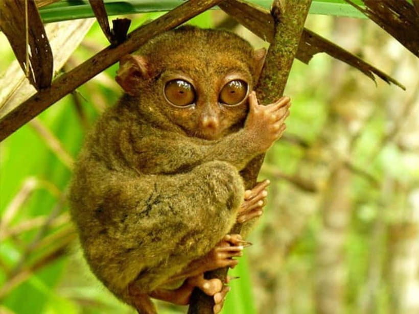 Cebu City: Bohol Countryside Tour with River Cruise Lunch - Key points to know before booking
