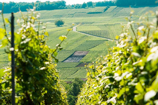 Champagne Day Trip with 6 Tastings, Reims and Winery from Paris - Reims Cathedral, a powerful change of pace