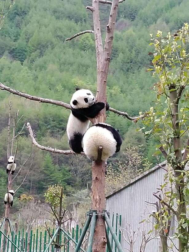 Chengdu: Giant Panda and Leshan Buddha Day Trip - Key points to know before booking