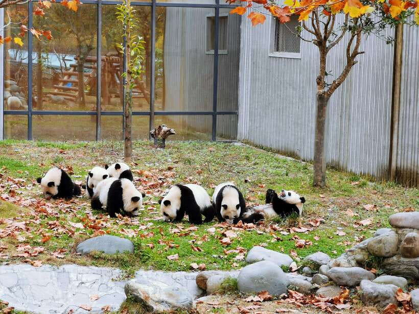 Chengdu: Giant Panda and Leshan Buddha Day Trip - The long road to Leshan
