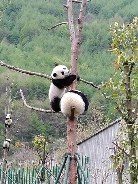 Chengdu: Giant Panda and Leshan Buddha Day Trip - Why the guide matters on a day this long